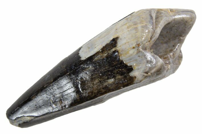 Cretaceous Fossil Crocodilian Tooth - Montana #341127